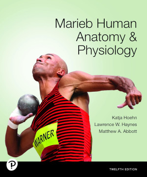 Marieb Human Anatomy & Physiology (12th edition) – Katja Hoehn, Lawrence W. Haynes , Matthew A. Abbott